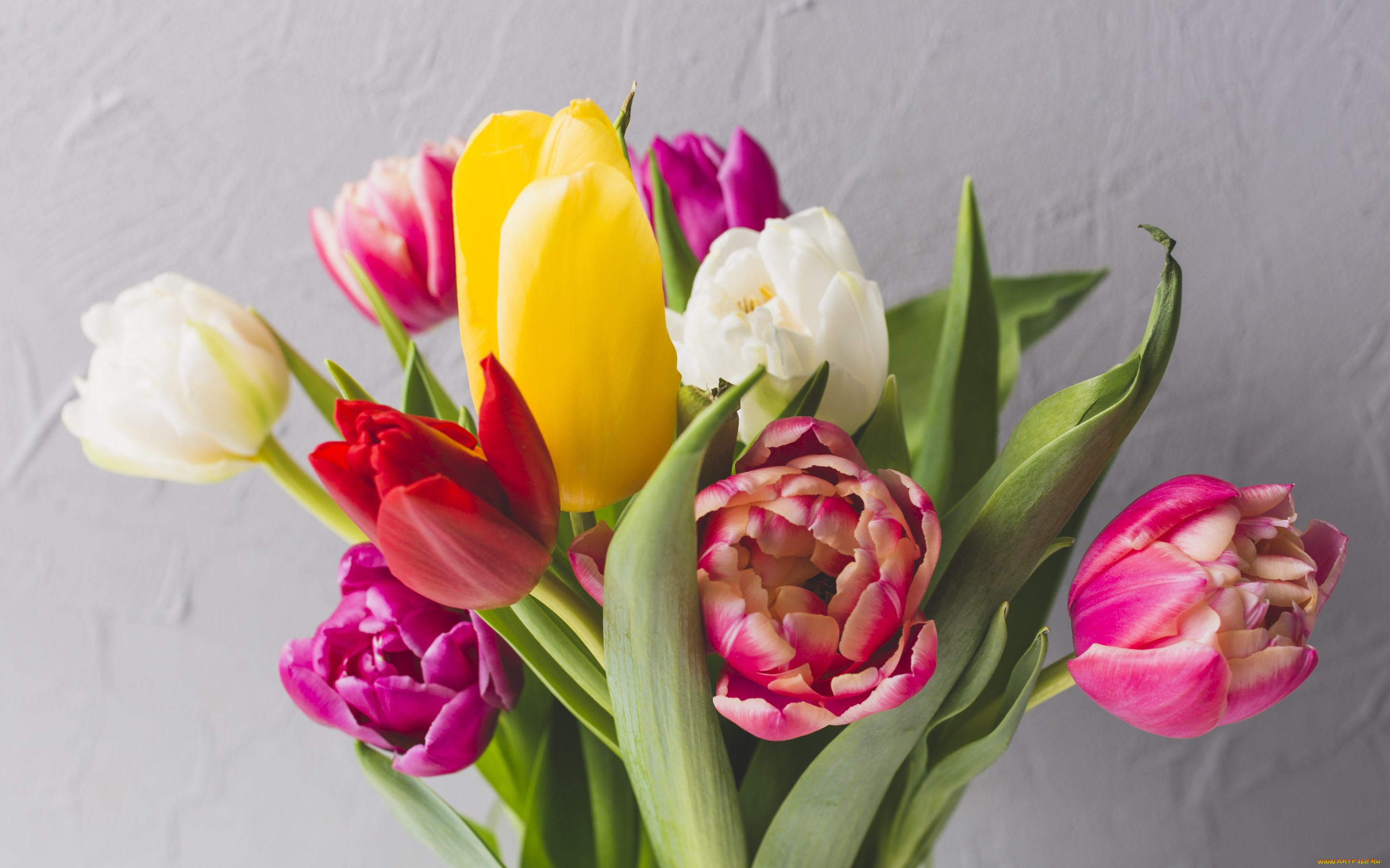 , , , bright, tulips, colorful, fresh, , flowers, , spring